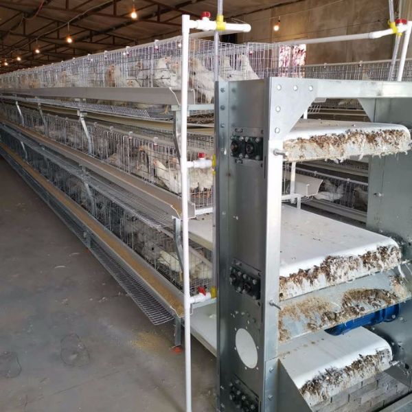 肉雞全自動清糞機(jī)